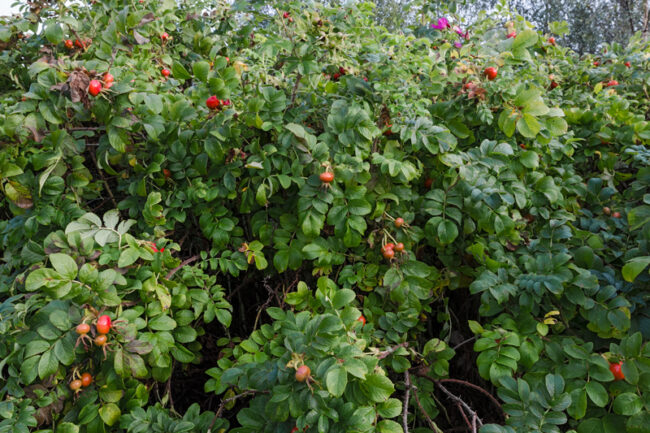 kurtturuusu_4244s_jukkar