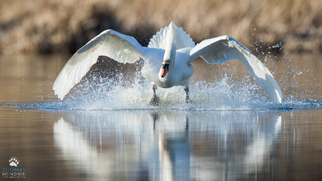 kyhmyjoutsen tuomas (4) Kyhmyjoutsenen laskukiito - Kuva: Tuomas Heinonen