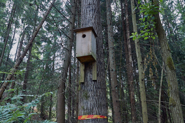 lopontto-tiist_6900t_c1_jukkar Liito-oravan pönttopuu Tiistilän metsässä - Kuva Jukka Ranta