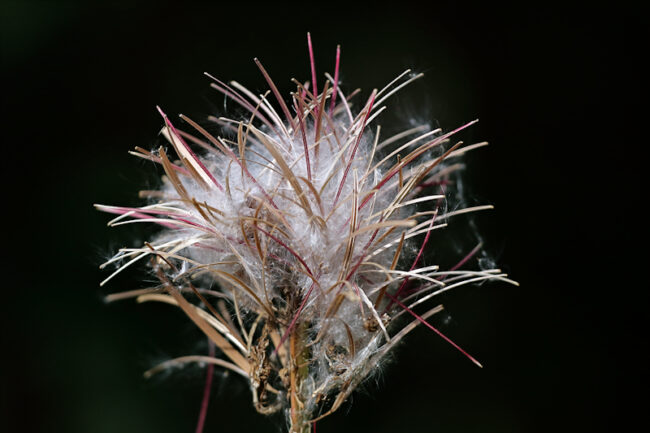 maitohorsma_7188p_c4pp_jukkar