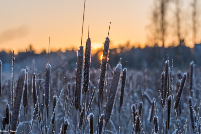 marraskuuaurinko_3629-10_PaulS Marraskuun lopun aurinkoa - Kuva Paul Stevens