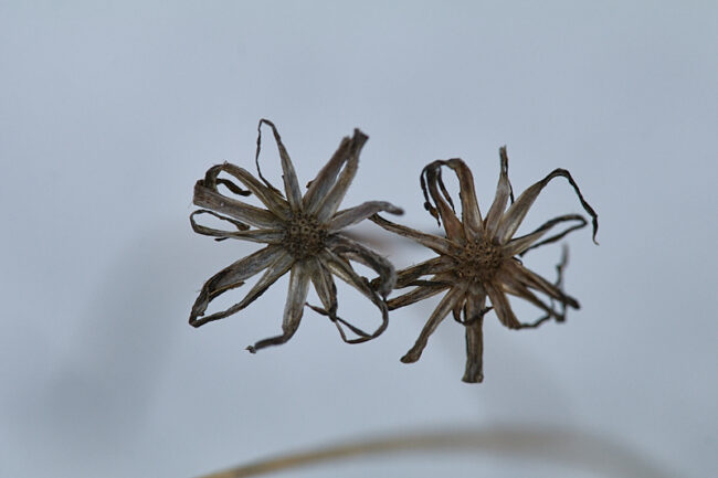 metrokukka_2147p2_c1_jukkar Metrokukka - Kuva: Jukka Ranta