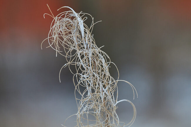 Maitohorsma ja metroaidan häivähdys - Kuva: Jukka Ranta