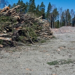 Puun kaatoa - Kuva: Jukka Ranta