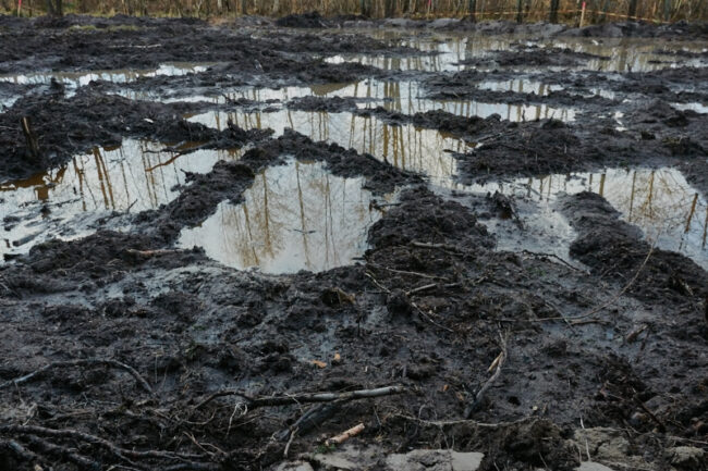 mt-tiistmets_2740t_c1_jukkar Tiistilän metsässä - Kuva: Jukka Ranta