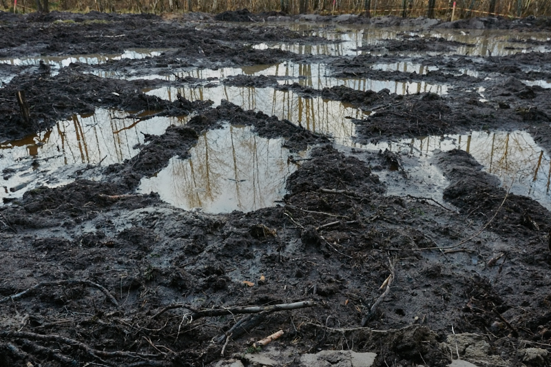 Tiistilän metsässä - Kuva: Jukka Ranta