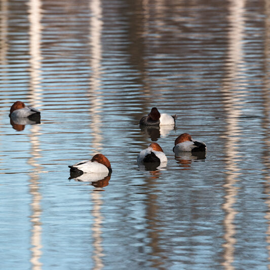 Äärimmäisen uhanalaisia punasotkia Suomenojan altaalla - Kuva: Jukka Ranta
