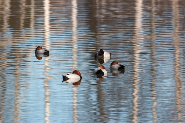 Äärimmäisen uhanalaisia punasotkia Suomenojan altaalla - Kuva: Jukka Ranta