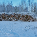 Kaadettuja puita - Kuva: Jukka Ranta