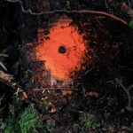 Merkintä puussa ruokintapaikalla - Kuva Jukka Ranta