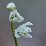 Scilla - alba versio - Kuva: Jukka Ranta