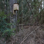 Suomenojan Luonnon liito-oravan pönttö on puunkaatoalueen vieressä - Kuva: Jukka Ranta