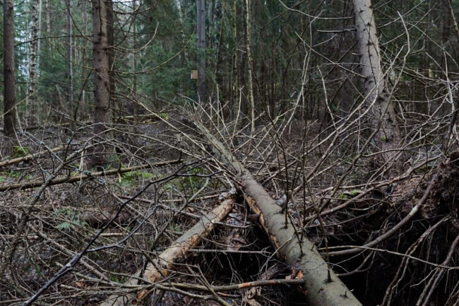 tiist-loravap_2767t_c1_jukkar Suomenojan Luonnon liito-oravan pönttö on puunkaatoalueen vieressä - Kuva: Jukka Ranta