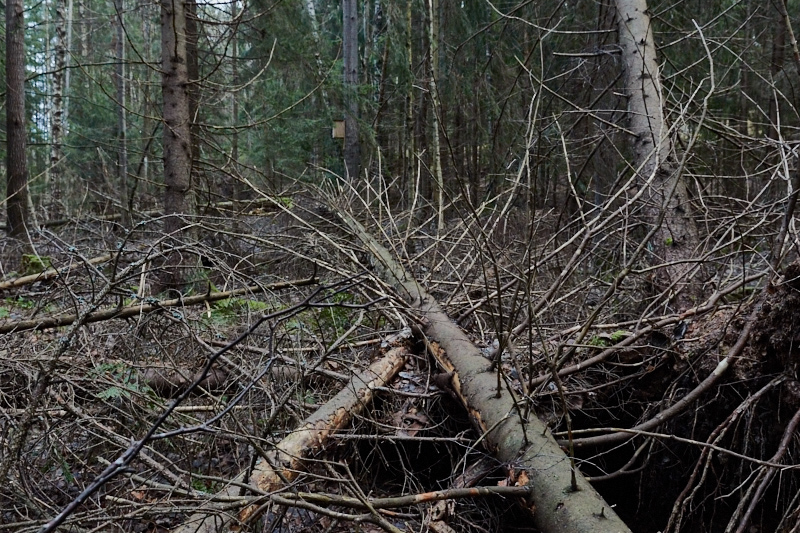 Suomenojan Luonnon liito-oravan pönttö on puunkaatoalueen vieressä - Kuva: Jukka Ranta
