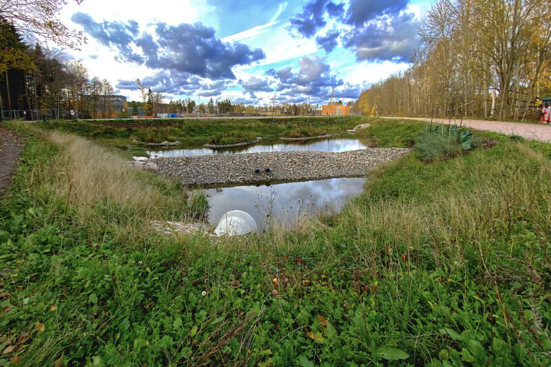 Hulevesiallas - Kuva Jukka Ranta