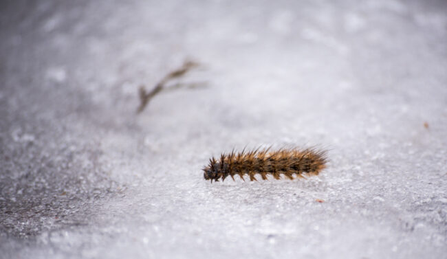 toukka2_MJ (1 of 1) Kevään merkkejä - Kuva: Mikko Joensivu