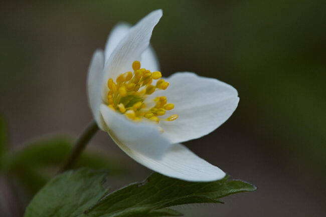 valkovuokko_5199p2_c1_jukkar Kasvit osoiittavat heräämisen merkkejä - Kuva: Jukka Ranta