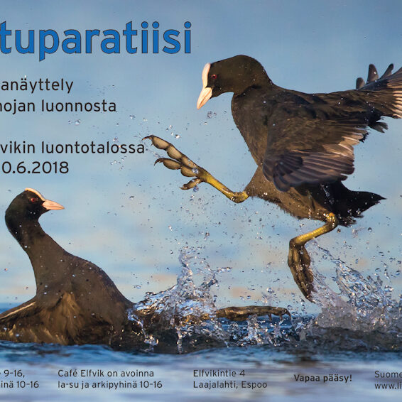 Juliste: Katri Luukkonen/Villa Elfvik, julisteen kuva: Tuomas Heinonen