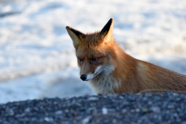 Kettukin tuli bongaamaan lintuja - Kuva: Tommi Heinonen