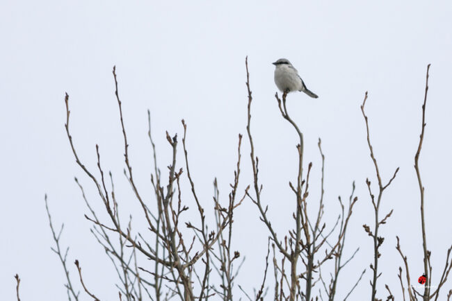 vko13_timo_isolepinkäinen2018-03-28- EOS 5D Mark IV-99999_196 Isolepinkäinen vartioi aitiopaikallaan. Kuva: Timo Leppäharju