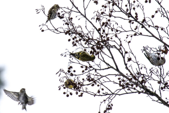 Urpiaiset ja vihervarpuset viihtyivät puissa - Kuva: Timo Leppäharju