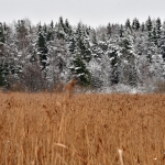 Lumi pysyi puissa päivän verran - Kuva: Tommi Heinonen