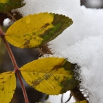 Lumi pysyi puissa päivän verran - Kuva: Tommi Heinonen