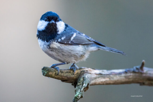 Kuusitiaisen katse - Kuva: Timo Leppäharju