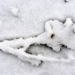 Lumi kuorrutti maiseman alkuviikolla - Kuva: Tommi Heinonen