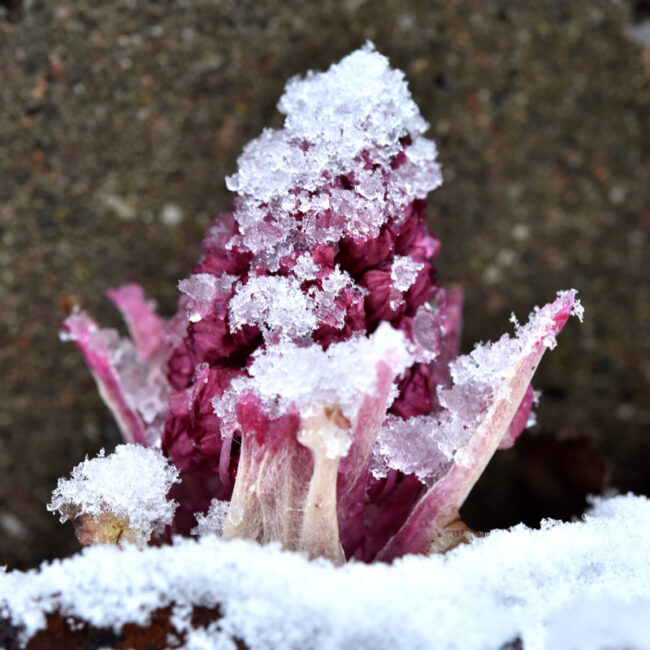 vko8 sitkeä etelänruttojuuri tommi Etelänruttojuuret saivat lumipeitteen - Kuva: Tommi Heinonen