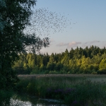 Kottaraiset parveilevat - Kuva: Paul Stevens