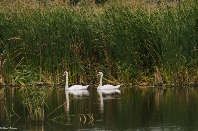 Ilman poikasia oleva kyhmypari on vielä altaalla - Kuva: Paul Stevens